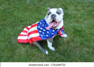 English Bulldog Wearing USA Flag, Labor Day, 4th Of July. Patriotic Dog USA Flag Celebrate, Fourth Of July, American, Stars And Stripes