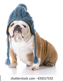 english bulldog wearing a winter wool hat isolated on white background
