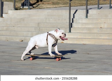 English Bulldog yourself riding on the board