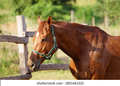 English Chestnut Thoroughbred Horse Photo