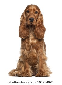 Cocker Spaniel Images Stock Photos Vectors Shutterstock