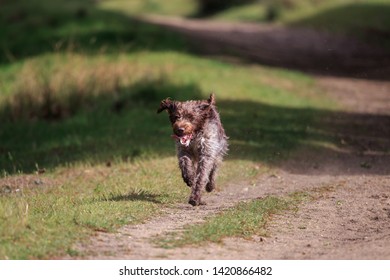 Cocker Spaniel Running Images Stock Photos Vectors Shutterstock