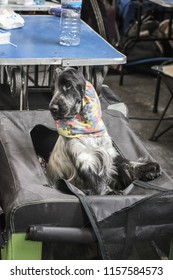 English Cocker Spaniel Comes To Take A Look From His Bench During The World Dog Show In Amsterdam In The Netheralnds