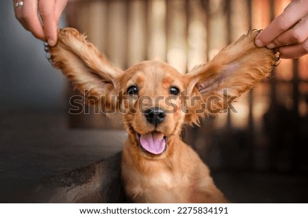english cocker spaniel dog cute puppy lovely portrait magic light sunset orange	