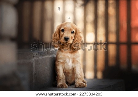 english cocker spaniel dog cute puppy lovely portrait magic light sunset orange	