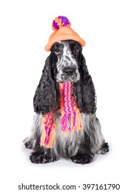 English Cocker Spaniel Dog Dressed Knitted Stock Photo 397161790 