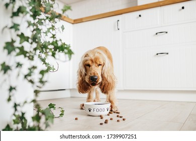 Englischer Cocker Spaniel Hund essen aus Keramik Schüssel auf dem Floot in der Küche Zuhause