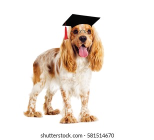 English Cocker Spaniel dog with glasses and a master's cap