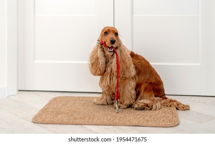 English Cocker Spaniel Dog Holding Red Leash And Waiting For Walk While Sitting Near Door At Home