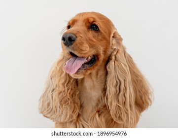 English cocker spaniel dog at home