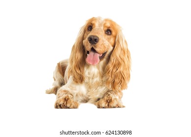 Golden Retriever White Background Stock Photo 589400159 | Shutterstock