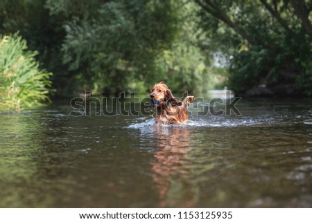 Similar – Foto Bild Hund mit seinem Spielzeug im Wasser