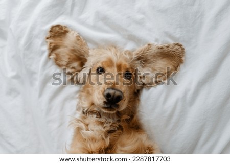 English cocker spaniel dog sleeping at home on the bed covered with a blanket