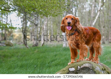 English cocker spaniel dog standing on the stone in the forest.