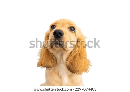 English Cocker Spaniel dog in white background 
