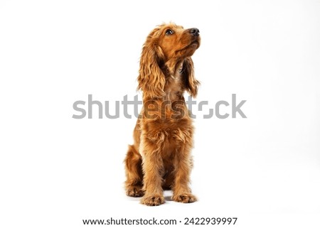 English Cocker Spaniel dog in white background