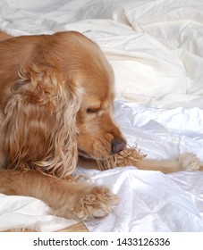 English Cocker Spaniel Eating A Treat