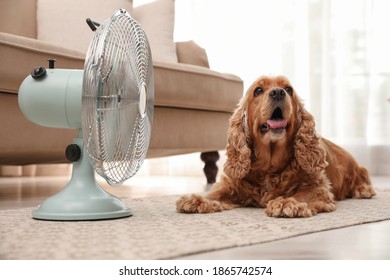 English Cocker Spaniel Enjoying Air Flow From Fan On Floor Indoors. Summer Heat