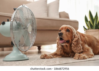 English Cocker Spaniel Enjoying Air Flow From Fan On Floor Indoors. Summer Heat