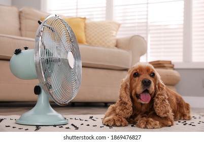 English Cocker Spaniel Enjoying Air Flow From Fan On Floor Indoors. Summer Heat