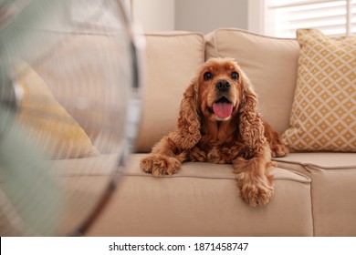 English Cocker Spaniel Enjoying Air Flow From Fan On Sofa Indoors. Summer Heat