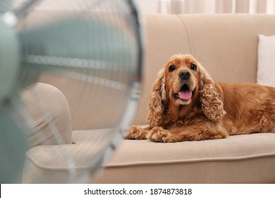 English Cocker Spaniel Enjoying Air Flow From Fan On Sofa Indoors. Summer Heat