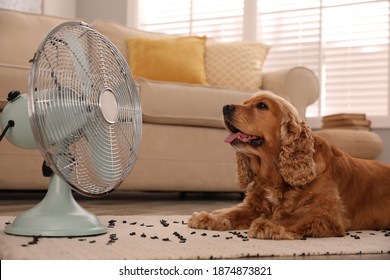 English Cocker Spaniel Enjoying Air Flow From Fan On Floor Indoors. Summer Heat