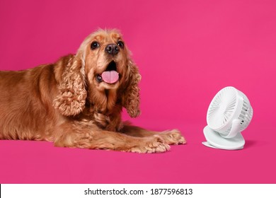 English Cocker Spaniel Enjoying Air Flow From Fan On Pink Background. Summer Heat