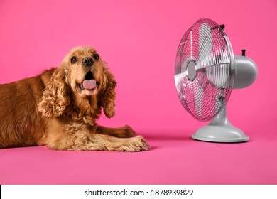 English Cocker Spaniel Enjoying Air Flow From Fan On Pink Background. Summer Heat