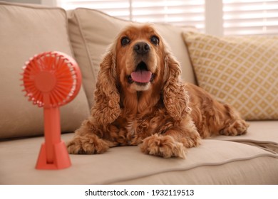 English Cocker Spaniel Enjoying Air Flow From Fan On Sofa Indoors. Summer Heat