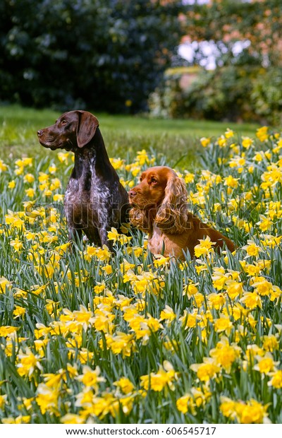 English Cocker Spaniel German Shorthaired Pointer Royalty Free