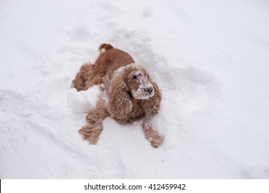 English Cocker Spaniel Indulge In The Snow. Pedigree Dog With A Red Shesrtyu Plays In Bliss. English Cocker Spaniel Indulge In The Snow In Winter. The Cocker Spaniel Is Lying On The Ground.