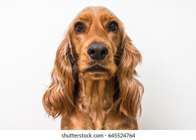 English Cocker Spaniel Isolated On White