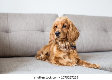 English Cocker Spaniel Is Lying On Couch At Home