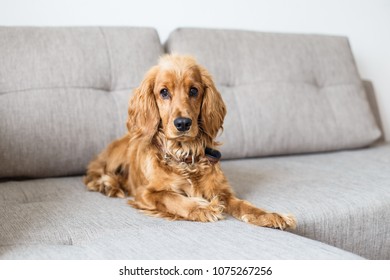 English Cocker Spaniel Is Lying On Couch At Home