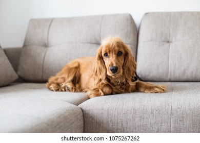 English Cocker Spaniel Is Lying On Couch At Home