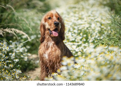 15,739 English Cocker Spaniel Images, Stock Photos & Vectors | Shutterstock