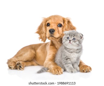 English cocker spaniel puppy dog hugs kitten. isolated on white background. - Shutterstock ID 1988691113