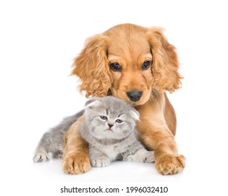 English cocker spaniel puppy dog hugs tiny kitten. isolated on white background. - Shutterstock ID 1996032410