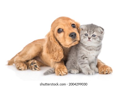English cocker spaniel puppy dog hugs kitten. isolated on white background - Shutterstock ID 2004299030