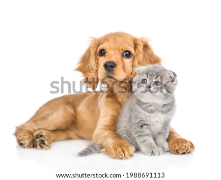 English cocker spaniel puppy dog hugs kitten. isolated on white background.