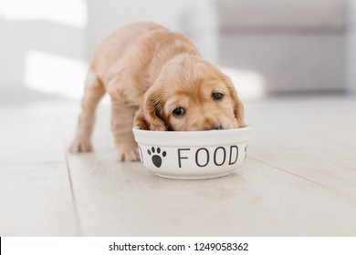 English Cocker Spaniel Puppy Eating Dog Food From Ceramic Bowl