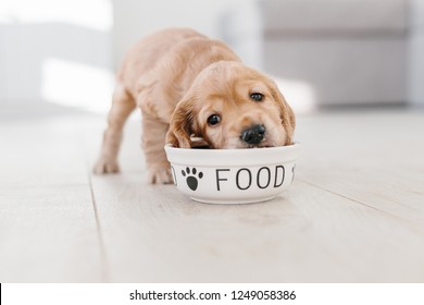 English cocker spaniel puppy eating dog food from ceramic bowl - Shutterstock ID 1249058386