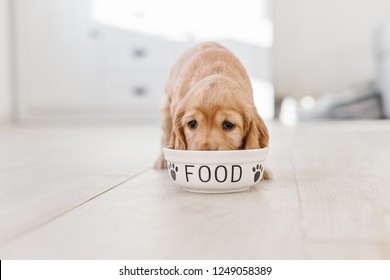 English Cocker Spaniel Puppy Eating Dog Food From Ceramic Bowl