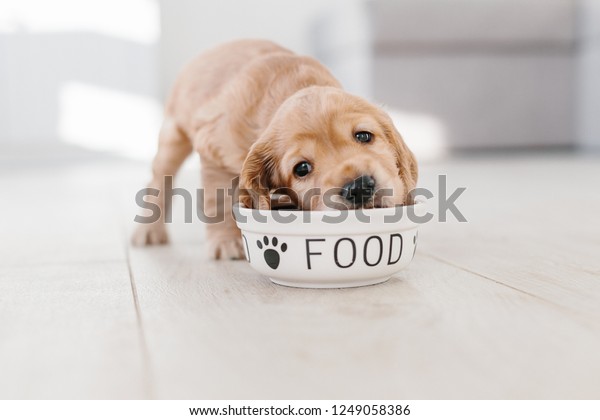 English cocker spaniel puppy eating dog food from\
ceramic bowl