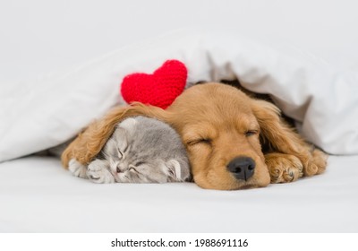 English Cocker spaniel puppy hugs gray kitten. Pets sleep together under white warm blanket on a bed at home. Top down view - Powered by Shutterstock