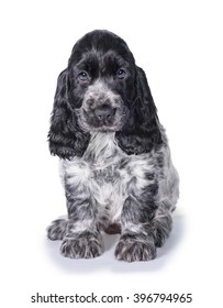 English Cocker Spaniel Puppy Isolated On White