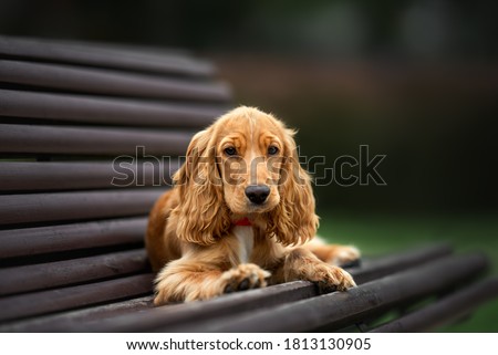 english cocker spaniel puppy lying down on a bench