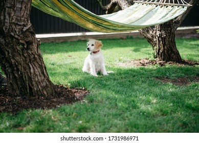 English Cocker Spaniel Puppy Plays Outside On Grass At Garden With Family. Grooming, Dog Service, Dog Hotel.  Prevention Of Allergies To Dog Hair In Children. Vaccine For Pet, Animal Lymph. Dog Owner.