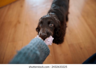  A English Cocker Spaniel puppy pulls a toy, close-up. A English Cocker Spaniel puppy pulls a rubber toy and looks at the camera. Happy pets concept, best friends, owner playing with puppy in room.